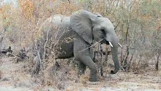 Amazing South African Safari | Discover Africa
