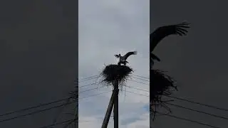 storks, continuation of the family 