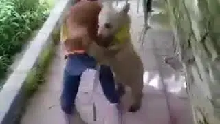 Прикол Карачай против медведя