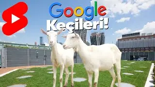2009'dan Beri Google'da Kadrolu Çalışan Keçiler! 