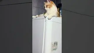 кот