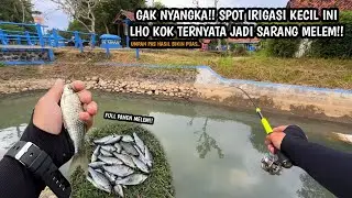MANCING MELEM KAYA MANCING UCENG!! TERLALU MUDAH!Mancing melem umpan lumut halus spot irigasi kecil