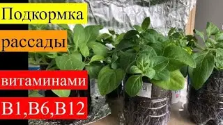 Подкормки рассады витаминами b1, b6 и b12. Если рассада не растет