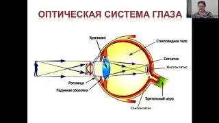 ЕГЭ. Зрительный анализатор, его строение и функции