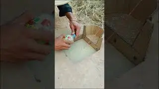 DIY Unique Bird Trap #shorts #pigeontrap