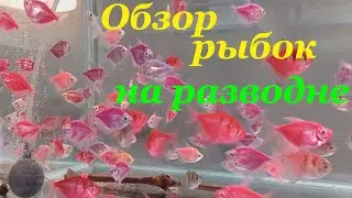 Моя разводня Обзор аквариумных рыбок на разводне