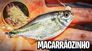 MACARRÃOZINHO DE PESCA - FAZENDO E PESCANDO - MELHOR ISCA PARA PESCARIA DE LAMBARIS
