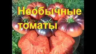 Уникальные ТОМАТЫ/ Необычные сорта и гибриды: Конфетное дерево, Виагра, Безрассадный, Щедрый и др ..