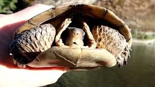 Rescued Native Turtle Released in the River