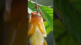 Обеденный перерыв #животные #animal #animals #релакс #охота #красивыйвид #рыба #рыбалка #fish