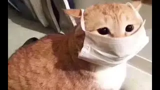 КОРОНАВИРУС!!!