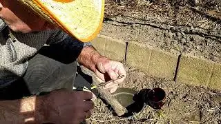Grafting grapes with a drill