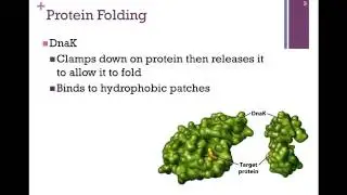 190-Protein Folding