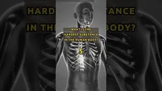 the HARDEST substance in the HUMAN BODY!