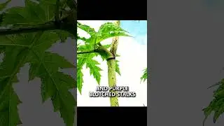 Avoid this Poisonous Plant while Camping! (Giant Hogweed) #survival #camping #bushcraft #shorts