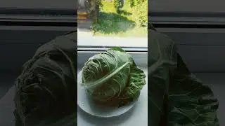 Куда девается капуста?