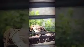полуденные гости #bird's #smile #video #видео #happy