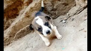 Innocent Puppie his eyes are filled with tears and sadness after everyone abandoned him