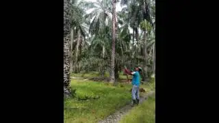JOJOK SAWIT