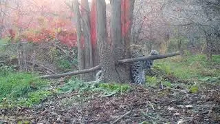 Как кошка с мышкой: на видео попала охота котёнка леопарда на грызуна