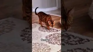 бенгал охотится 😄 на собаку 