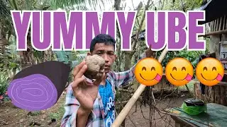 UBE KAHIT SAAN PWEDENG TUMUBO DITO SA PROBINSYA