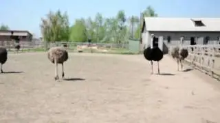 на страусиной ферме