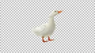 Duck Transparent PNG