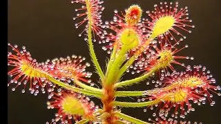 Росянка на охоте. Видео