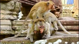 OMG.,Giant mum much screaming due to the Juvenile monkeys attacking.