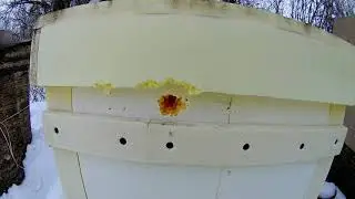 Закрываю пчел