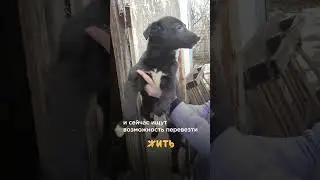 ЩЕНОК С КАМНЕМ В ГРУДИ @shortszoozhit #житьсдонкцком #сво #фонд #помощь #спасение #щенок