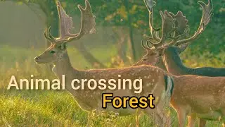 Forests animals sound 😇❤