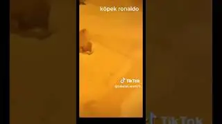 köpek ronaldo 