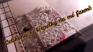 Kutil JK - velikonoční křepelky