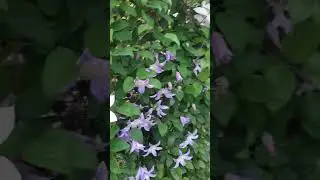 Вспоминая лето! Цветение клематисов!
