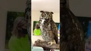 Owl