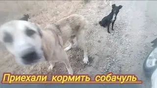 Наш день с собаками/Щенки вышли на дорогу /