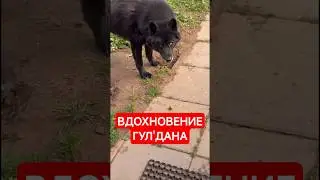 Inspiration of Wolfdog 