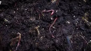 5 conseils de jardinage rapides pour économiser de l'argent