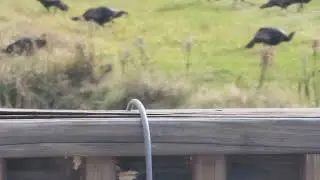 Turkeys in the Straw