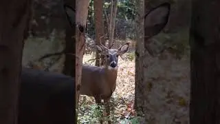 Wildlife Photography 🦌 