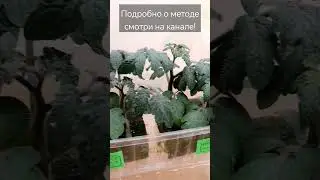 #РАССАДА