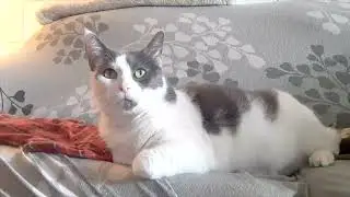 Remy watching his Girlfriend Cleo and her sisters