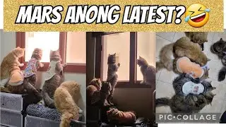 ANIM ANG AKING ALAGANG PUSA🥰 @dezpacitathehairdoctor