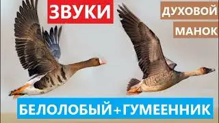 🔊ЗВУКИ ДУХОВОГО МАНКА ГУСЯ (БЕЛОЛОБОГО И ГУМЕННИКА)