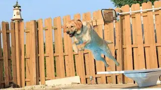 My dog dives off the board on command Slow Mo