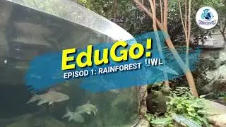 RANCANGAN EDUGO EPISOD PERTAMA!!! RAHSIA RAINFOREST DI UNDERWATER WORLD LANGKAWI #trending #wierd