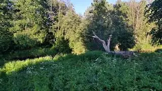 Пруд графа Воронцова. Мурино.