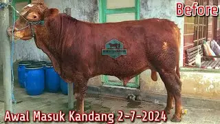 Sapi Baru 19 Hari Di Kandang Sudah Segemuk Ini, Apa Sih Rahasianya...???
